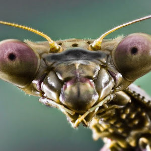 Meet your Posher, Sam